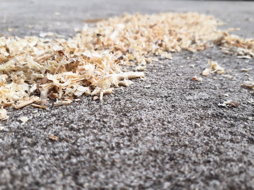 Signs Tree Borer Insects are Affecting Your Trees