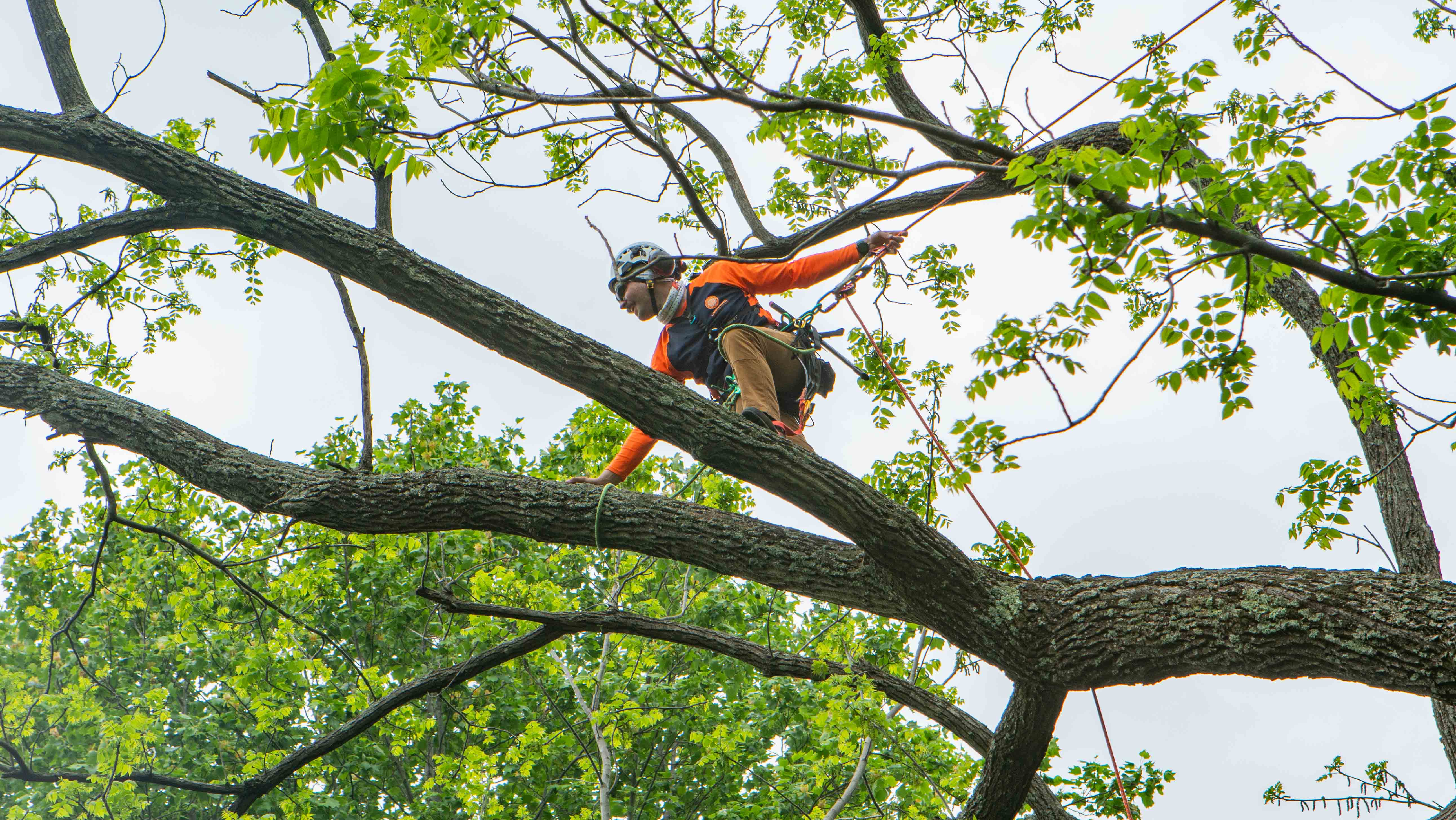Crew-tree-climbing